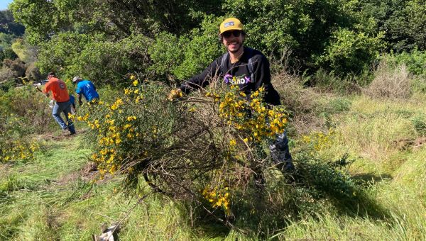 Man removing french broom at China Camp State Park