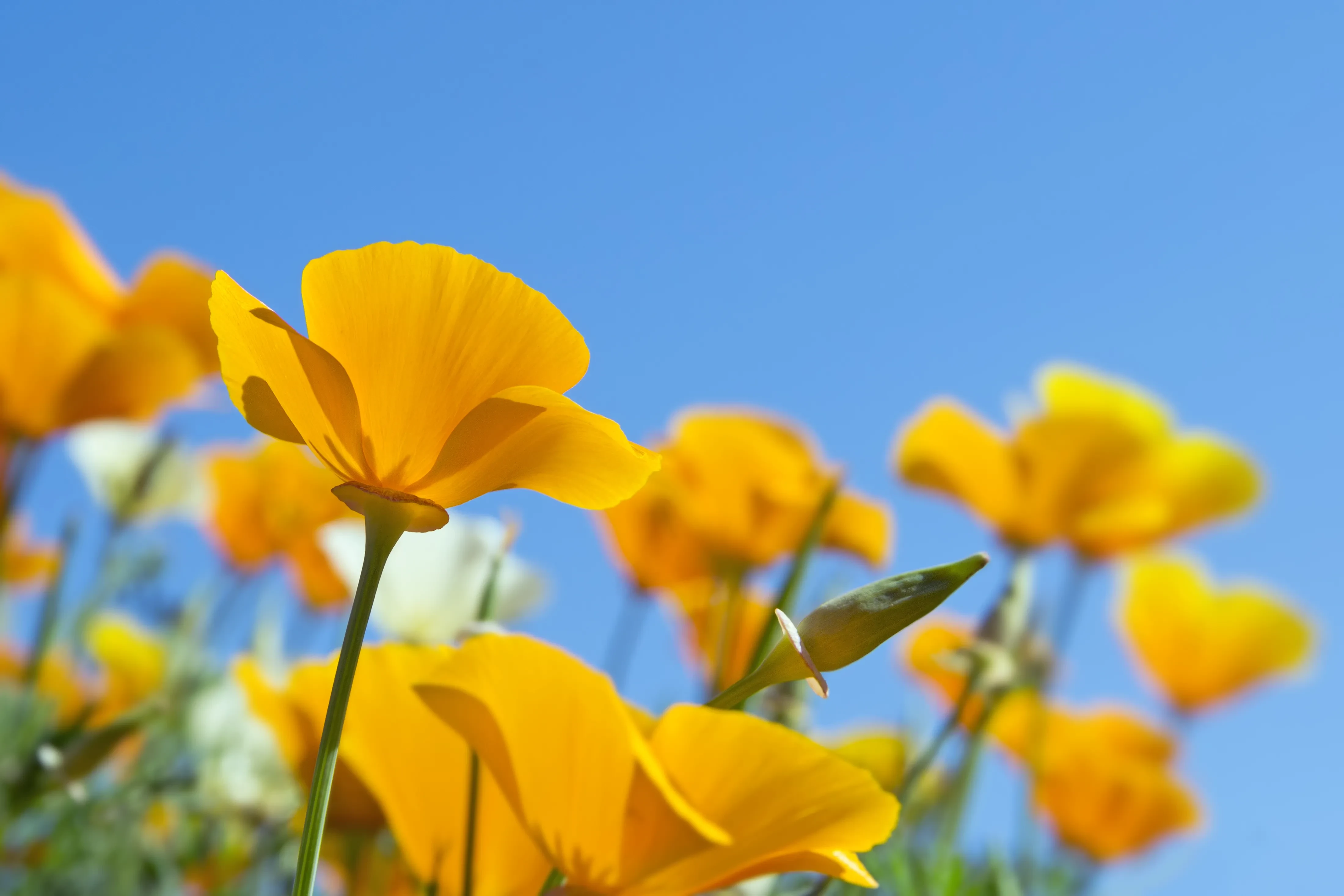 Poppies