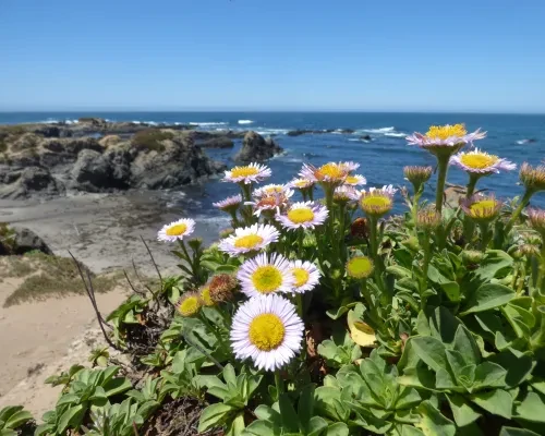 2017-june-potm-seaside-daisies-mackerricher-sp-c-katie-eskridge.jpg