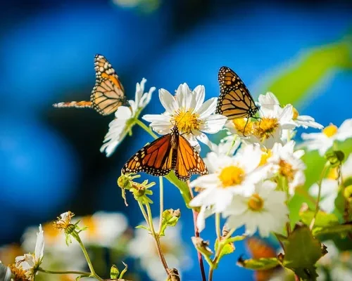 Monarch butterflies