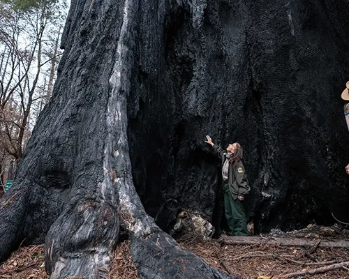 Cyark Grantee Big Basin Redwoods