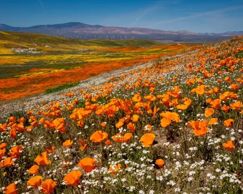 Antelope Valley