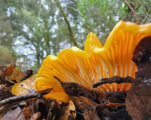 California Golden Chanterelle