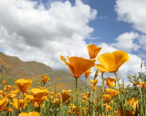 Poppy in bloom