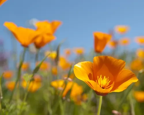 Poppies