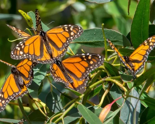 Monarch butterfly