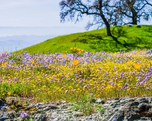 Henry Coe SP