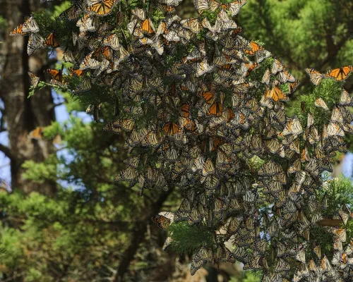 Monarch butterfly