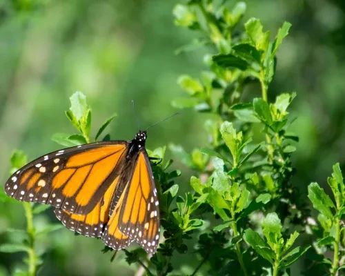 Monarch butterfly