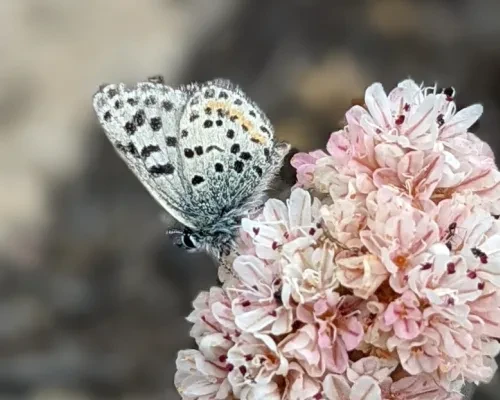 Smith's blue butterfly
