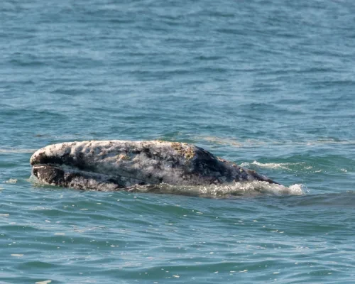 gray-whale-by-michele-w-via-flickr.jpg