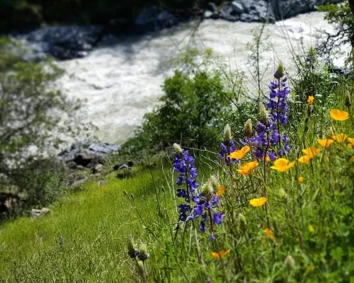 pg-7-candice-rogers-south-yuba-river-state-park.jpg