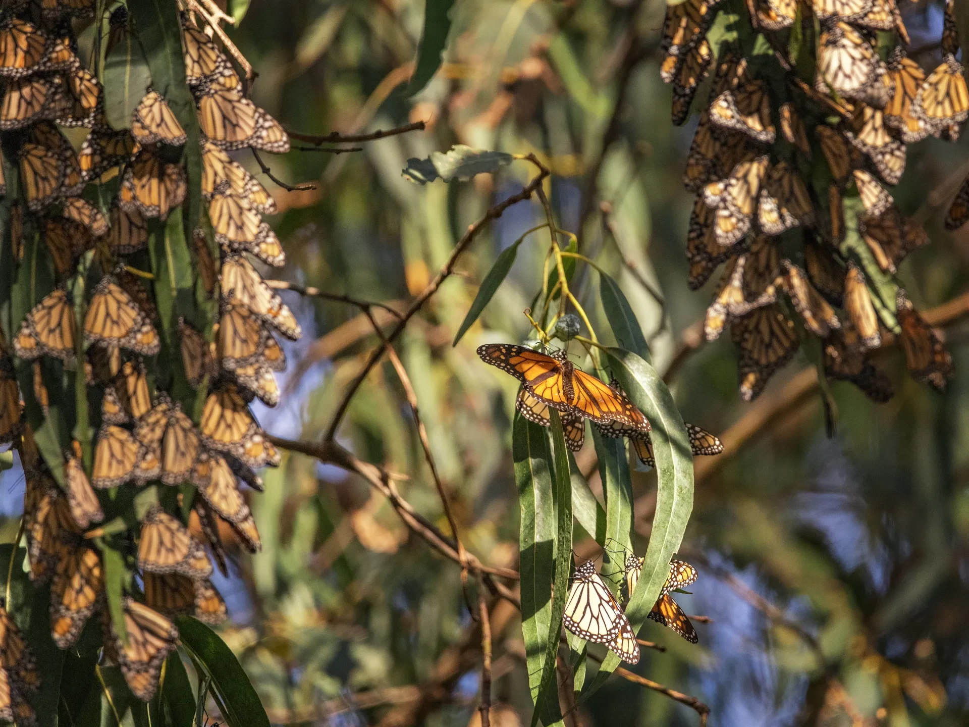 monarchs at pismo beach