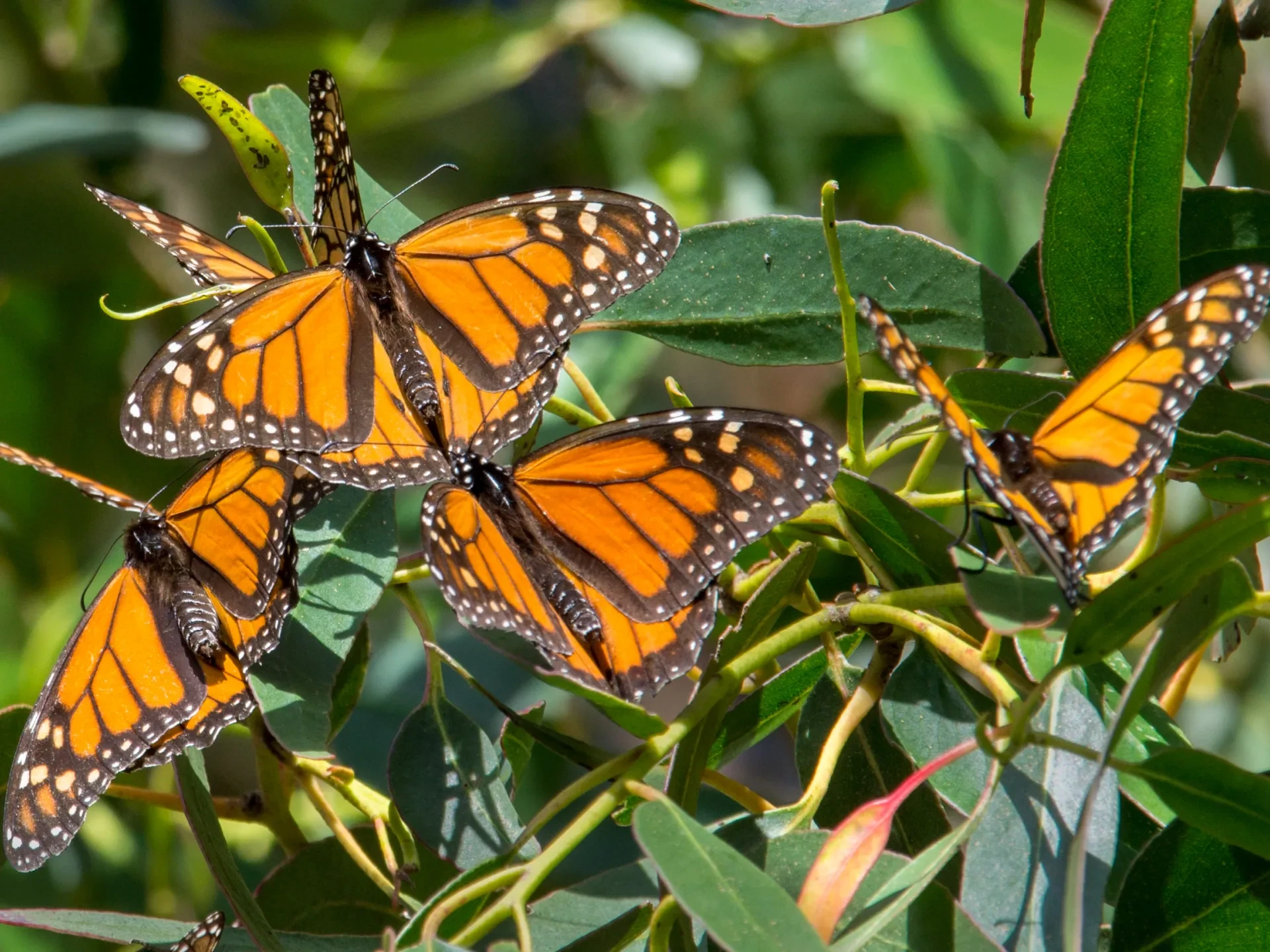 Monarch butterfly