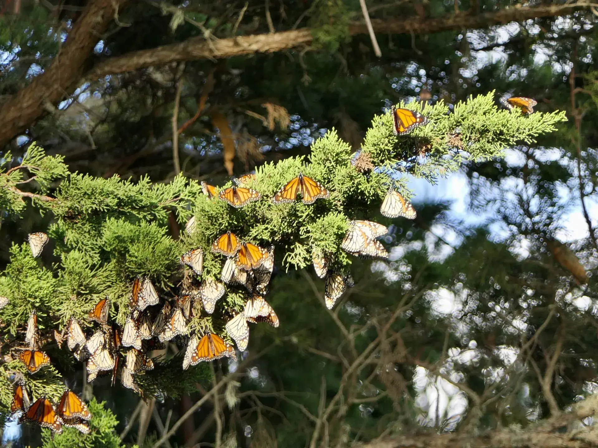 Where to Witness Western Monarch Butterflies in California s State