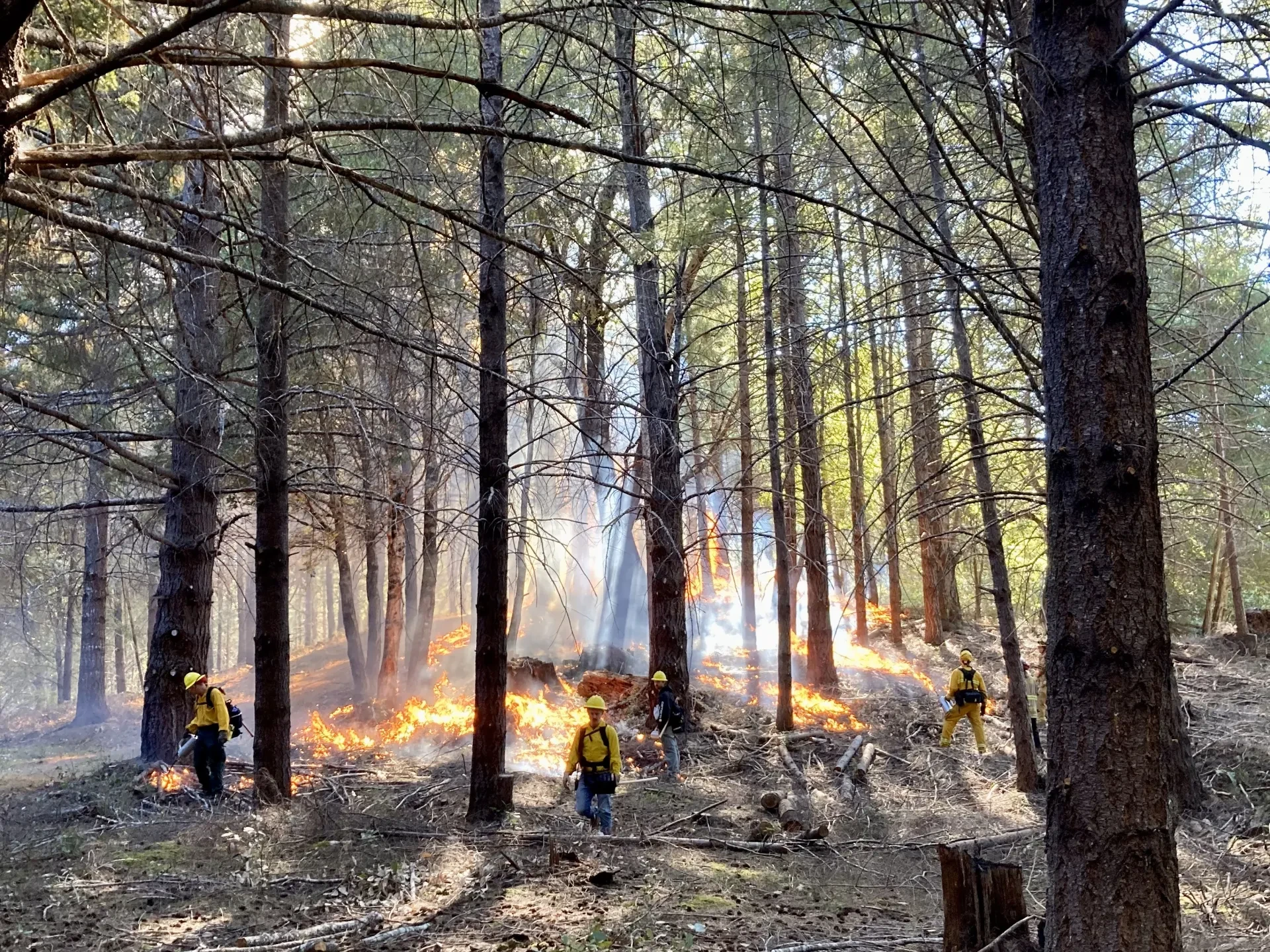 Crew conducts a prescribed burn near Humboldt Redwoods State Park. Photo courtesy of Laura Lalemand, Save the Redwoods League. 