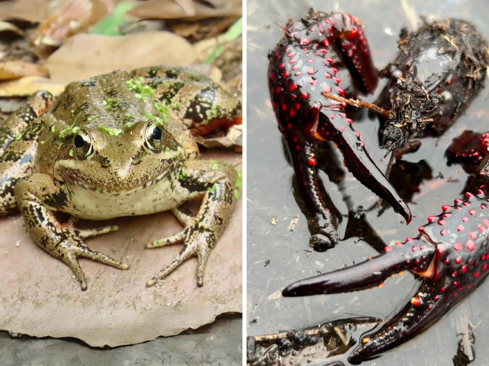 The endangered California red-legged frog (left) and the invasive red swamp crayfish (right).