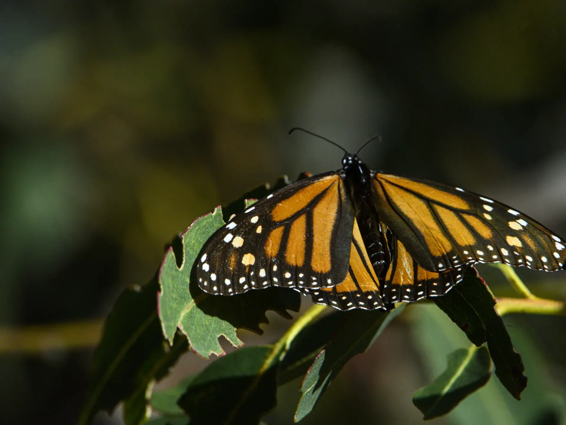 Where to Witness Western Monarch Butterflies in California s State