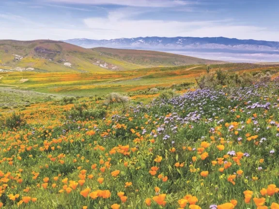 Anza-Borrego Desert State Park