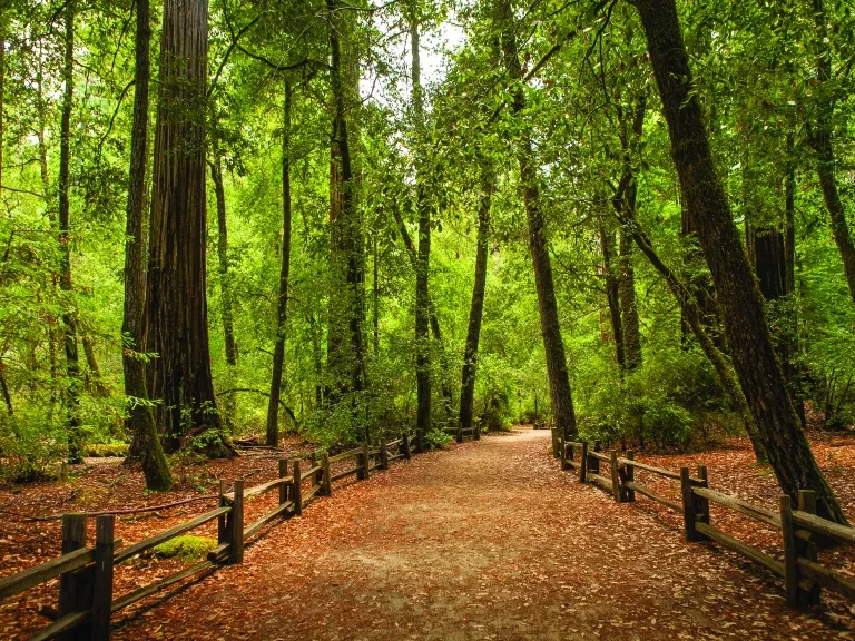 Big Basin Redwoods State Park