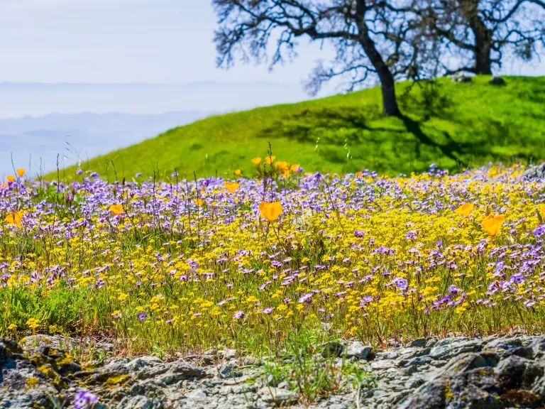 Henry Coe SP