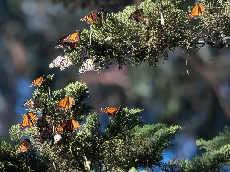 Natural Bridges Monarch