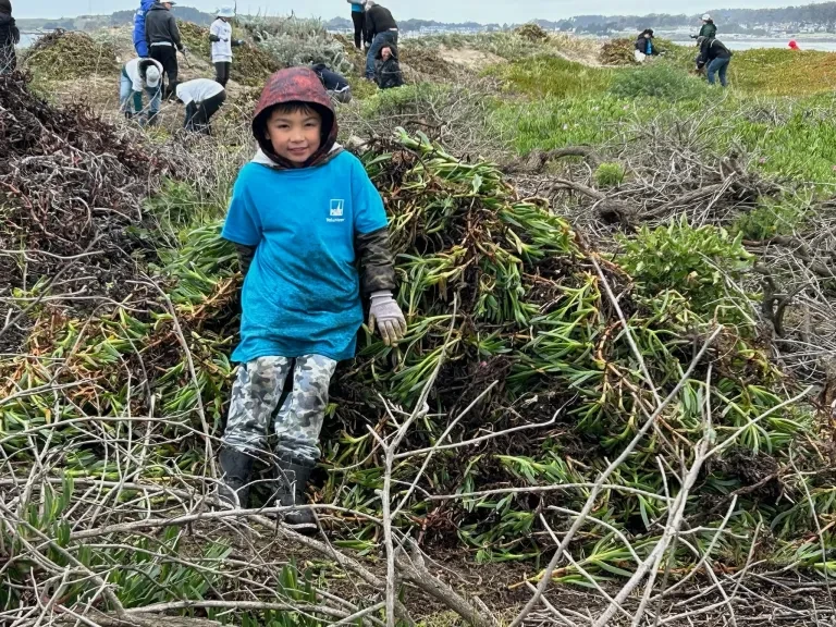 Young child sitting on ice plant that was removed at Half Moon Bay State Beach