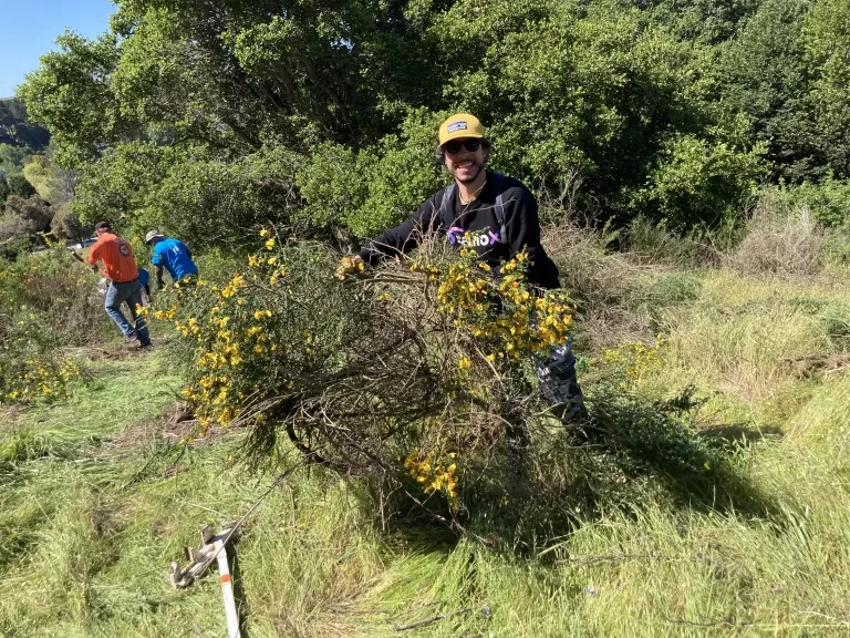 Man removing scotch broom at China Camp State Park