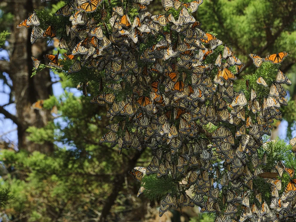 Monarch butterfly