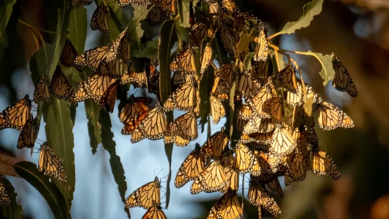 Monarch Count Currently Happening Across California November 16 - December 8