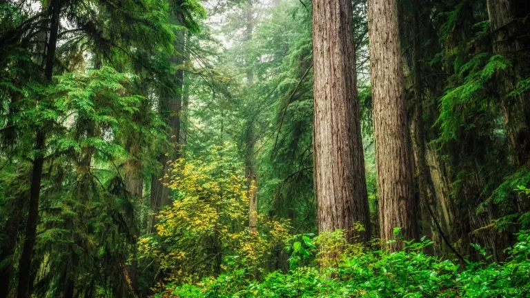 Redwoods