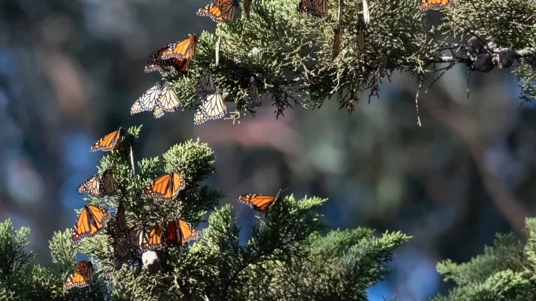 Natural Bridges Monarch