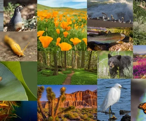 Preserving California’s Extraordinary Biodiversity: 30x30 | Cal Parks