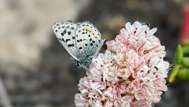 Smith's blue butterfly