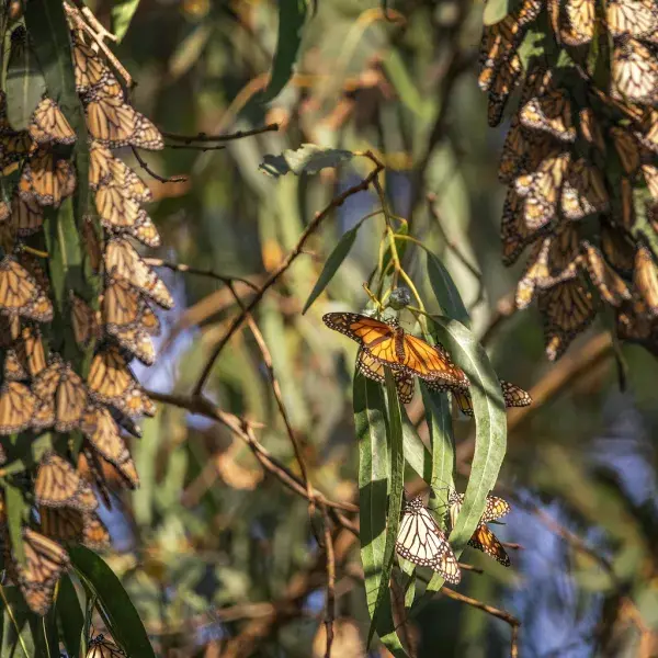 Monarch butterfly