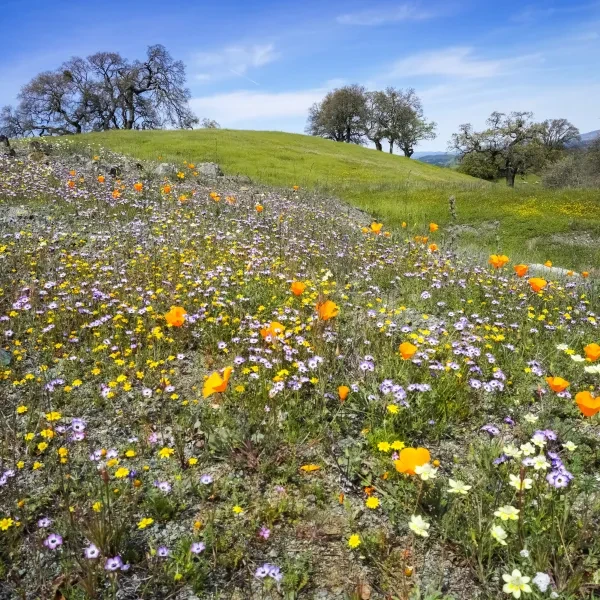 Henry Coe State Park 