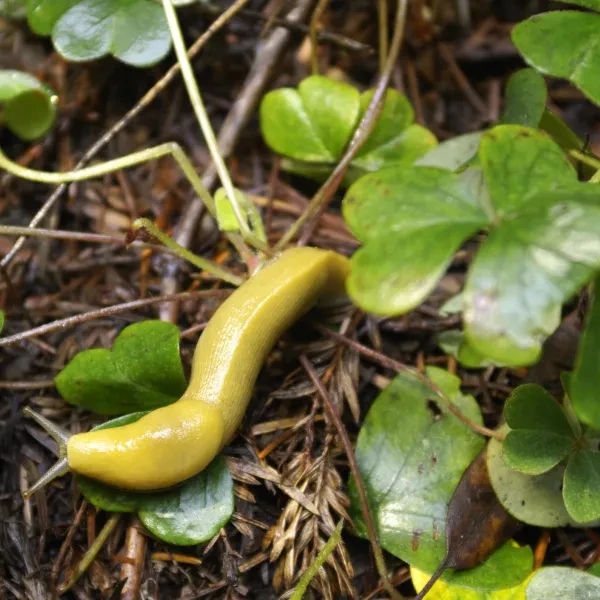 Banana Slug