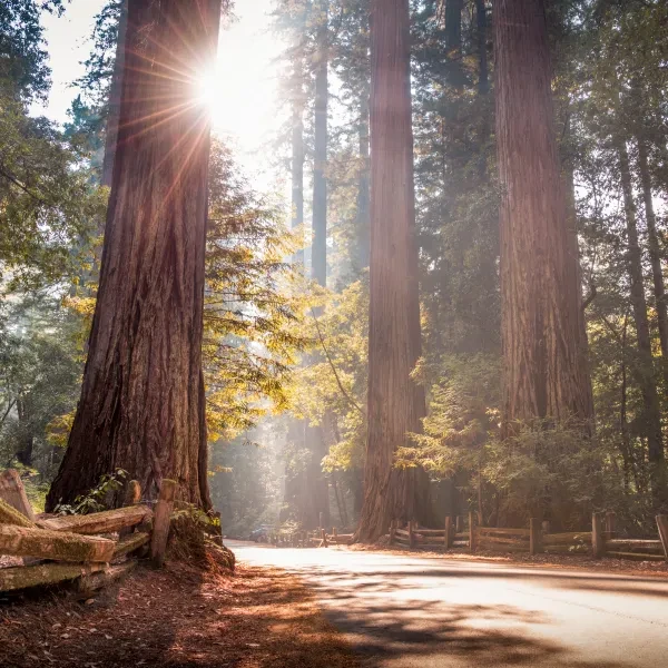 Big Basin