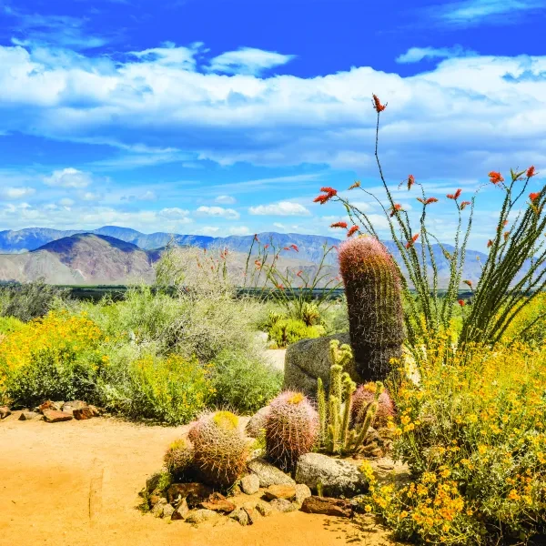 Anza-Borrego Desert State Park